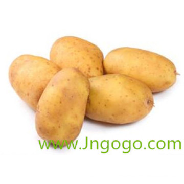 Nueva cosecha Exportar buena calidad Patata fresca china